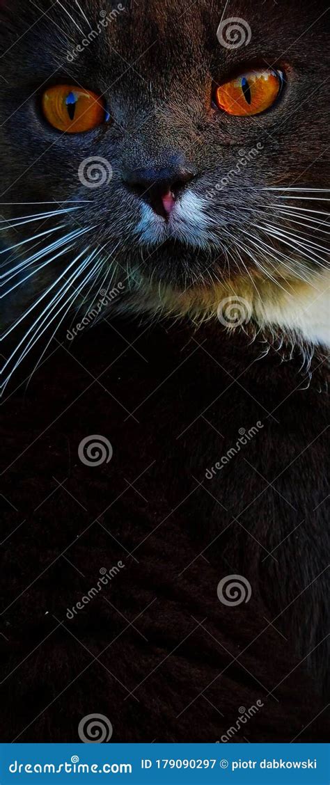 Cat With Amber Eyes Stock Image Image Of Mammal Nose 179090297