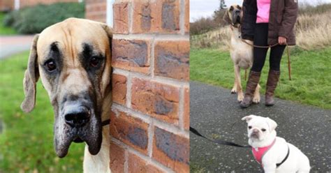 Presley The Great Dane Is A Real Life Scooby Doo