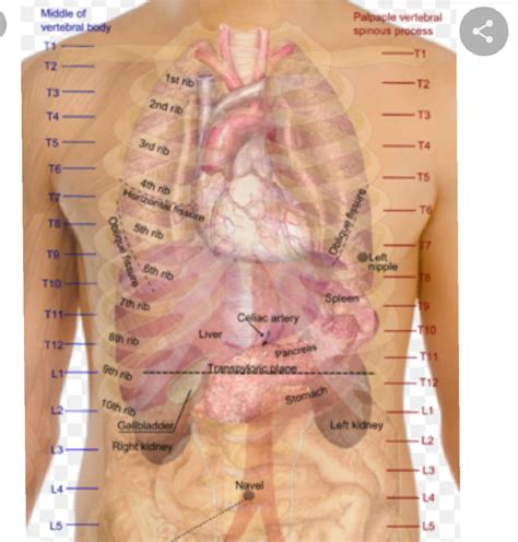 Anatomy Below Rib Cage Xiphoid Process Pain Lump And Removal You