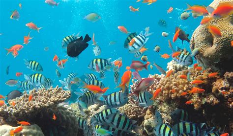 El Mar En México Una Zona De Diversidad Biológica