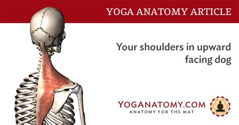 Your Shoulders In Upward Facing Dog Yoganatomy
