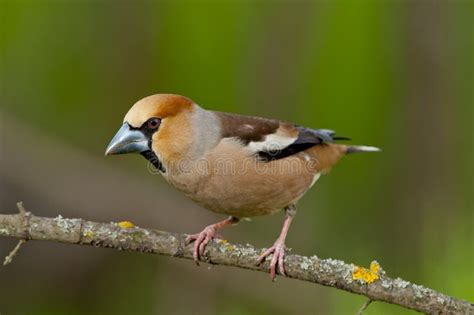 Hawfinch Coccothraustes Coccothraustes Stock Image Image Of Backed