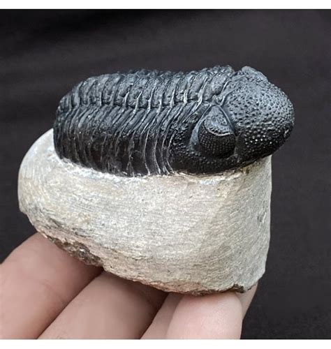 Fossils For Sale Fossils Rare Middle Devonian Trilobite From