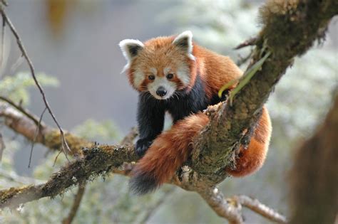Red Pandas Adorable Gardeners Of The Bamboo Forest One Earth