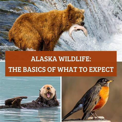 Alaska Wildlife The Basics Of What To Expect Turuhi