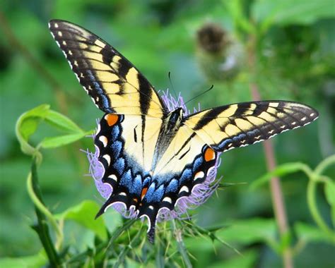 September 15 2006 Eastern Tiger Swallowtail This Pic Was Flickr