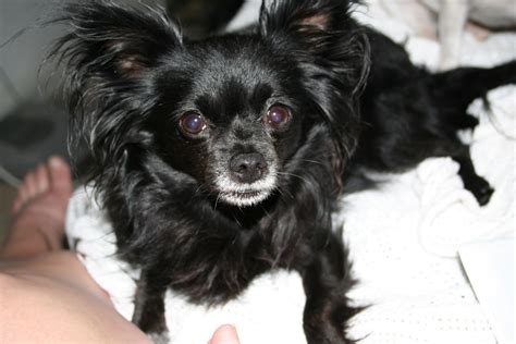 Black Chihuahua Puppies Long Haired Pets Lovers