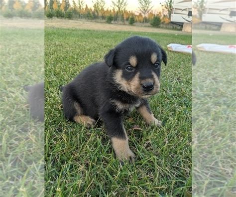 Browse our free classifieds site for dogs & puppies and more in south africa. View Ad: Rottweiler-Siberian Husky Mix Puppy for Sale near Idaho, GARWOOD, USA. ADN-216382