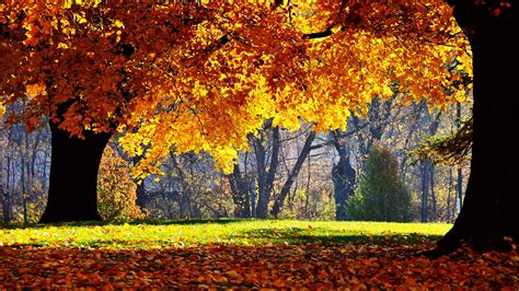 Free download collection of aesthetic wallpapers for your desktop and mobile. HD Nature Wallpapers, Natural Images, Green, Field ...