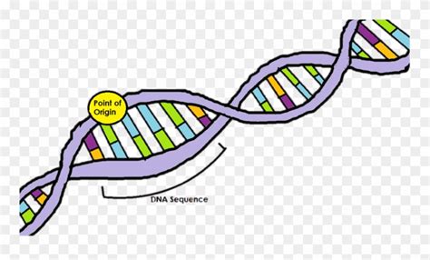 Dna Clipart Dna Replication Point Of Origin Dna Replication Png