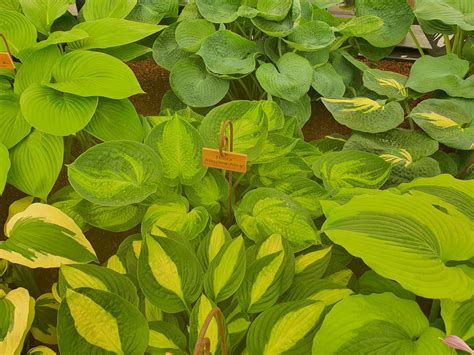 Hosta Alligator Alley For Sale New Forest Hostas And Hemerocallis