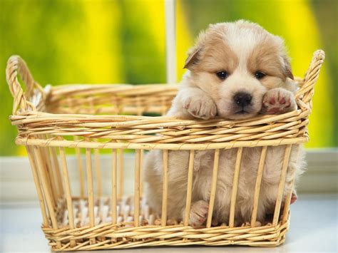 Puppy Wallpapers And Screensavers 42 Images