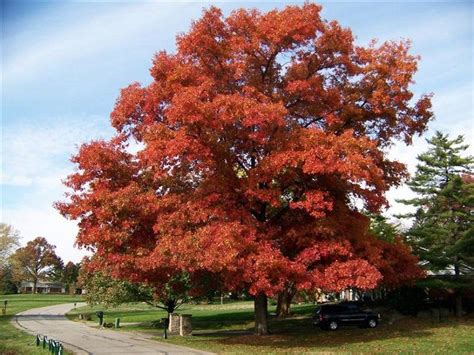 Top 10 Fastest Growing Shade Trees Fast Growing Shade Trees Shade Trees Specimen Trees