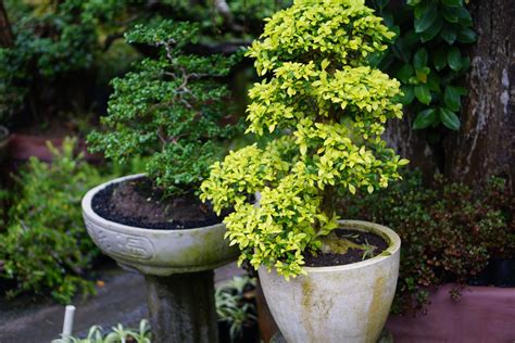 The Basics Of Growing Trees And Shrubs In Pots