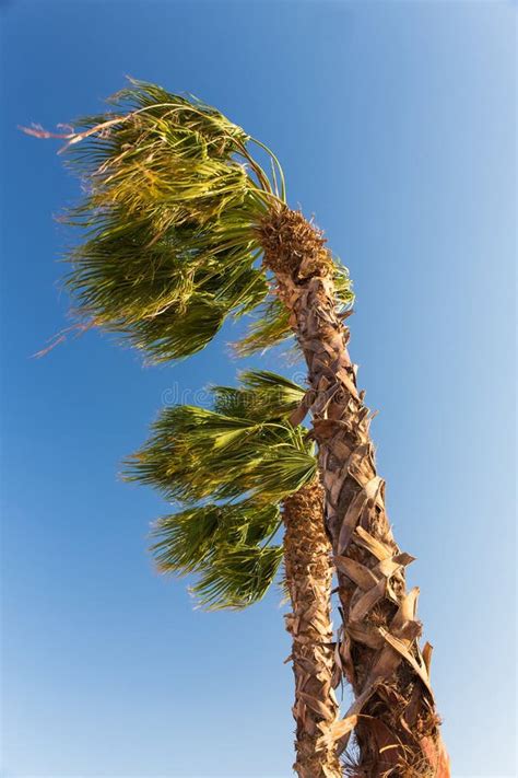 Palms At Hurricane Stock Image Image Of Bend Climate 53476851