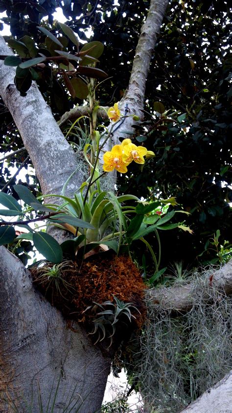 Yellow Phalaenopsis Orchid Blooming In The Back Yard Formal Garden