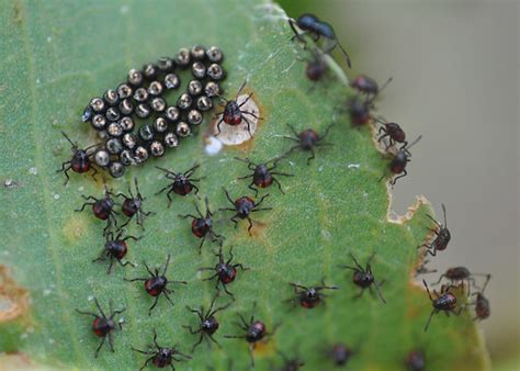 Female cermatulus nasalis are between 10.5 and 12.5 millimetres (0.4 and 0.5 in) in length and males are slightly smaller. Glossy Shield Bug - Cermatulus nasalis Eggs and 1st instar ...