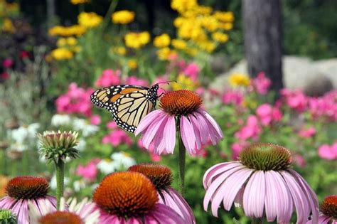 This compact garden includes wildlife favorites like bee balm, sedum, and butterfly bush. Low Maintenance Landscaping: Butterfly Garden - Sponzilli ...