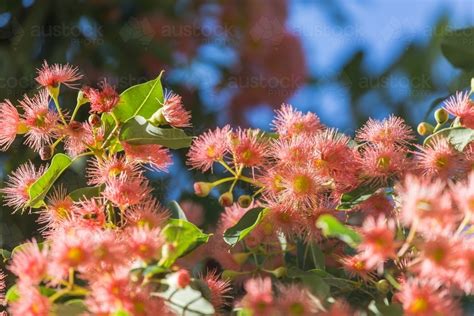 Image Of Pink Flowering Gum Corymbia Ficifolia Flowers Austockphoto