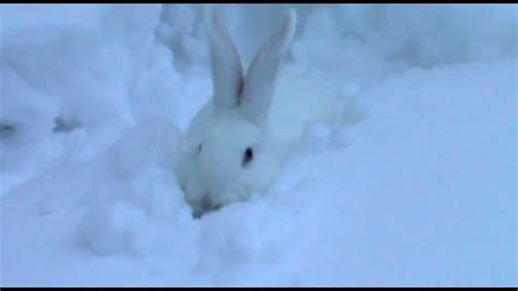 Bunny Playing In Snow Youtube