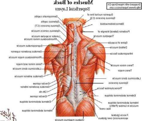 Download scientific diagram | anatomy of the intrinsic back muscles. the diagram pinterest backs human lower Lower Back Muscle ...