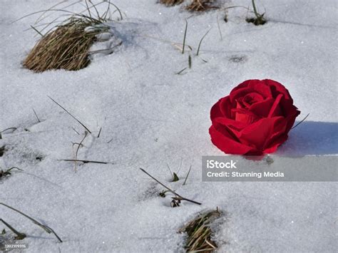Red Rose Lying In The Snow With Copy Space Stock Photo Download Image