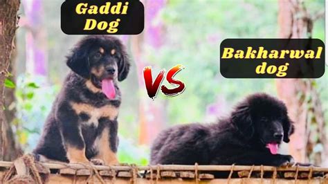 Indian 🇮🇳 Dog Breeds Bakharwal And Gaddi Dog Breeder Of India 😍 Youtube