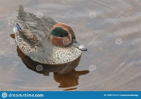 A Beautiful Male Teal Duck Anas Crecca Swimming And Feeding In A