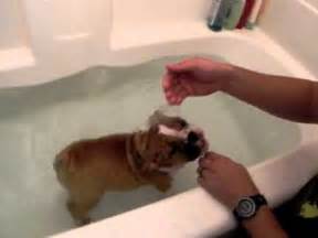 Unlike other dog breeds such as labradors, frenchies are unable to swim to the. English Bulldog "Josie" -- first time swimming in bathtub ...
