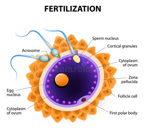 Fertilization Penetration Sperm Cell Of The Egg Stock Vector