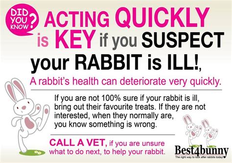 Rabbit Care Advice Best 4 Bunny In 2022 Rabbit Care Bunny Care Rabbit