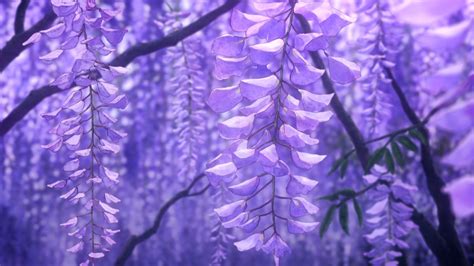Want to discover art related to sakura_tree? Wisteria in 2020 | Anime flower, Anime scenery, Aesthetic ...
