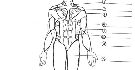 Blank Human Muscles Diagram Muscle Diagram Blank Human Body Biology