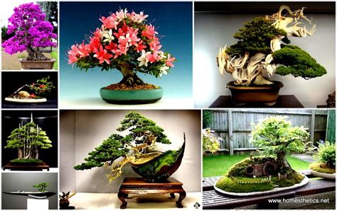 The Most Beautiful And Unique Bonsai Trees In The World Bonsai Tree