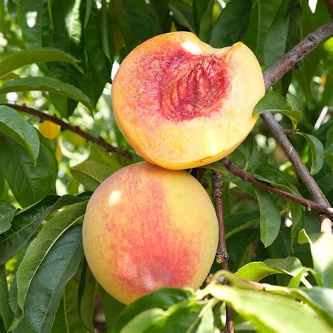 Gleason Early Elberta Peach Tree Stark Bros