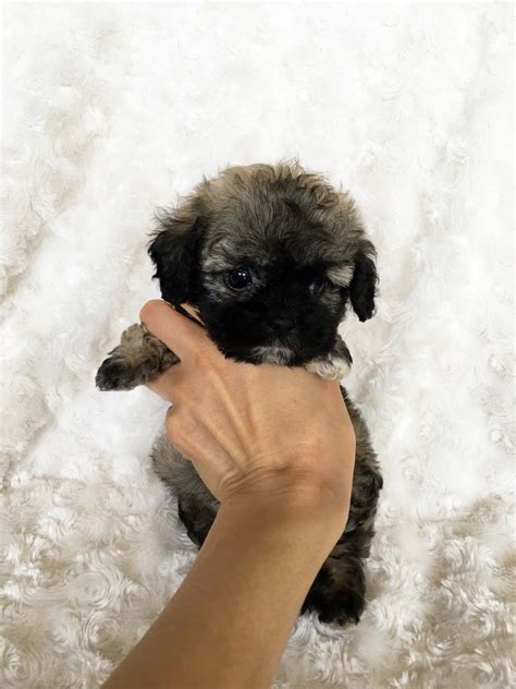 Tiny Teacup Maltipoo Puppy For Sale Cobby Teddy Bear Face