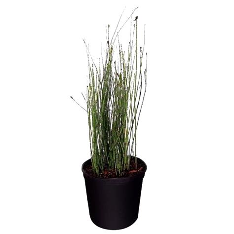 Water Bamboo Plant Buy Online At Best Price On