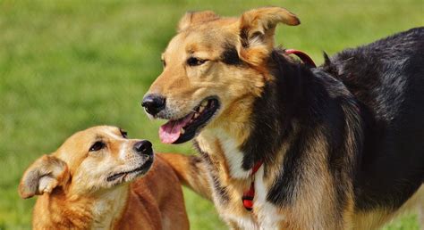 Leishmaniosis canina ElMundodelPerro net Mascotópolis