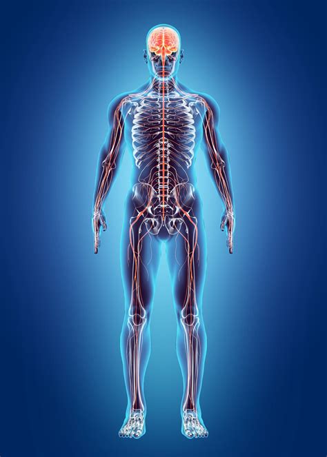 Nervous System Labeled Image Anatomy System Human Bod