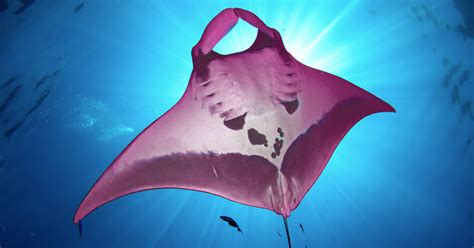 Worlds Only Pink Manta Ray Discovered Stunning Images Emerge The