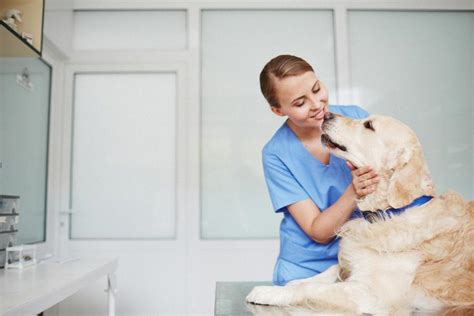 Finding The Best Allergy Test For Your Dog 2024