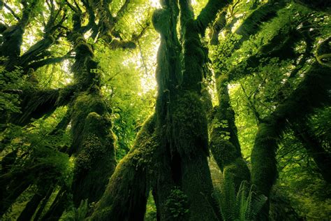The Magical Mossy Trees Of Hoh Rainforest Washington Oc 3000x2000