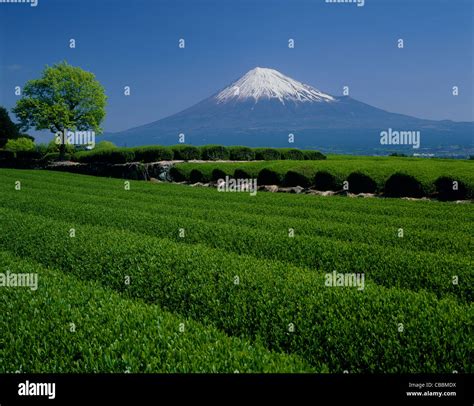 Tea Plantation And Mount Fuji Fujinomiya Shizuoka Japan Stock Photo