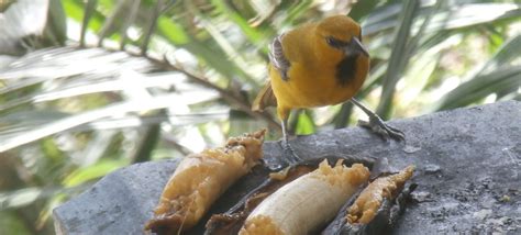 Georgetown Guyana—the Birding Worlds Best Kept Secret The Nature