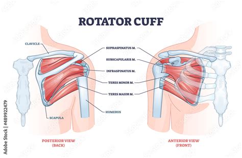 Shoulder Anatomy Vector Labeled Skeleton And Muscle Stock Illustration