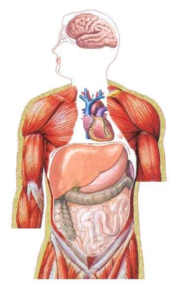 This Is An Image Map Of The Human Body Human Body Organs Human