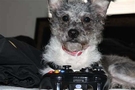 Dog Playing Xbox 360 Photograph By Carlton Pecot Pixels