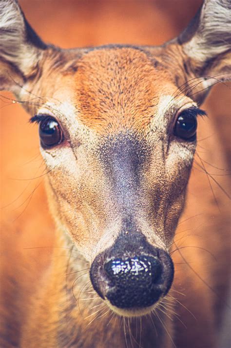 Deer Face Photograph By Tiffany Anthony Fine Art America
