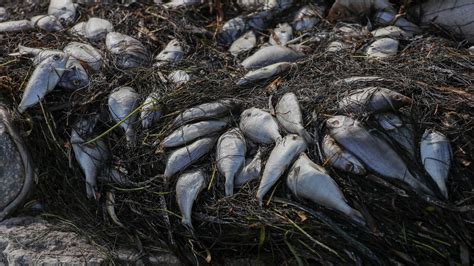 Red Tide Piles Up Dead Fish On Florida Beaches The New York Times