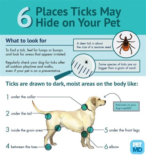 Tick Prevention For Pets In The Okanagan